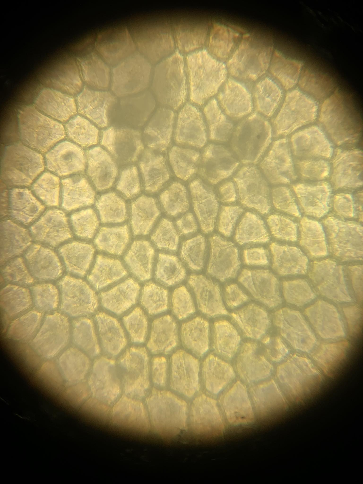 <p>scientific name and what does it contain</p>
