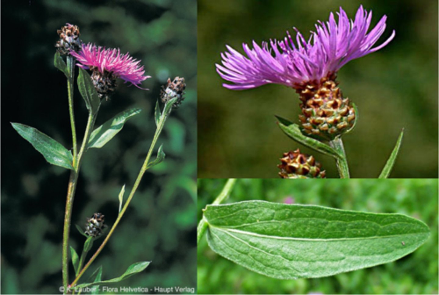 <p>perennial herb w taproot</p><p>Leaves: simple, lobed, compound</p><p>Flower: all disk flower (but with skinny petals)</p>