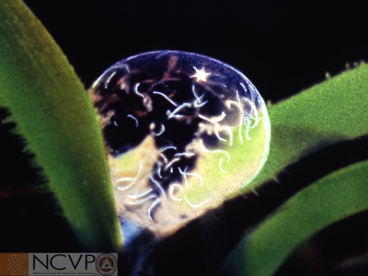<p>"Hair round" (Trichostrongylus), "Blood spear" (Haemonchus)</p><ul><li><p>Often most common nematode in ruminants</p></li><li><p>Cattle, sheep, goats​</p></li><li><p>Adults found in abomasum, sm. &amp; lg. intestine​</p></li><li><p>Cause of infection: Ingestion of infective larvae​</p></li><li><p>Trichostrongylus is zoonotic, Haemonchus is not​</p></li><li><p>Eggs are morulated and too similar to differentiate genus in a fecal​</p></li><li><p>Feed on blood of host​</p></li><li><p>Treated with fenfendazole, levamisole and ivermectin</p></li></ul><p></p>
