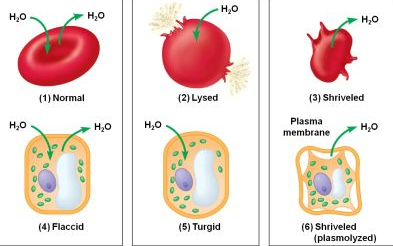 The ability of a surrounding solution to cause a cell to gain or lose water.