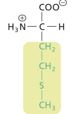 <p>Hydrophobic (interactions), sulfure side group (thioether)</p>