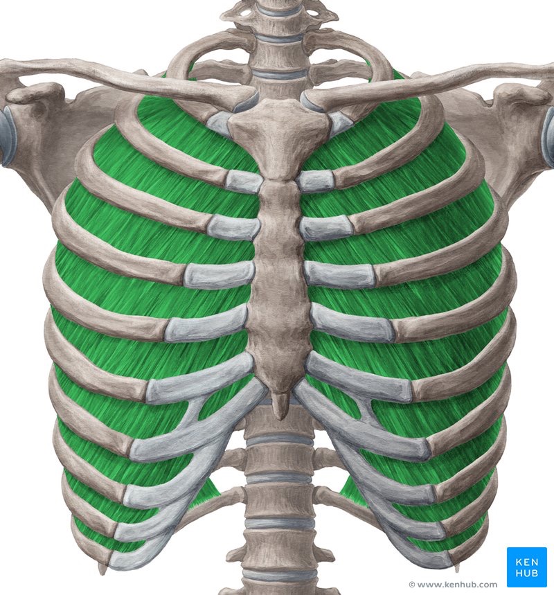 <p>internal intercostales (PF) action/function</p>