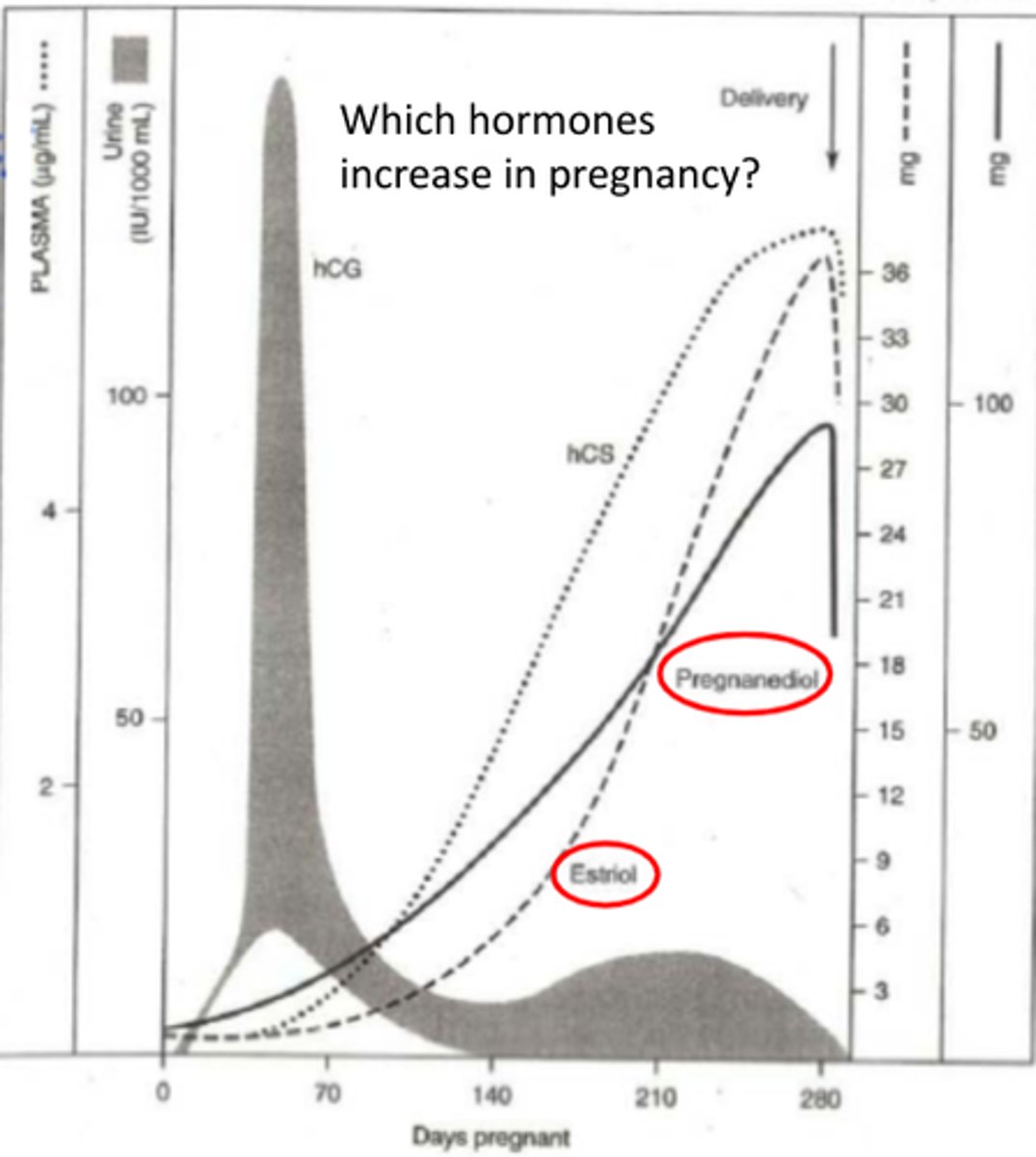 <p>type of estrogen produced by the ovaries </p><p>-increased during pregnancy </p>