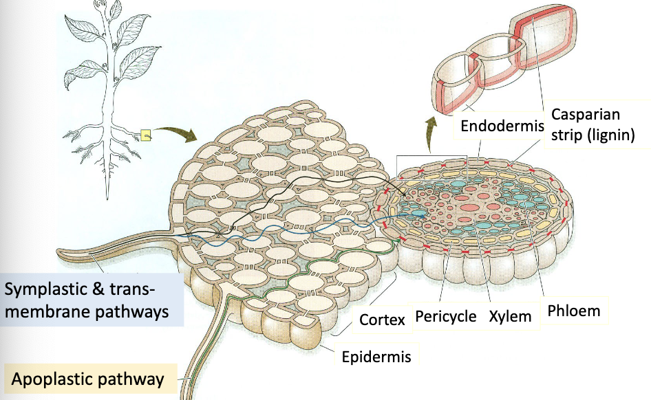 <ul><li><p>moves cell- to- cell by <strong>plasmodesmata</strong></p><ul><li><p><strong>plasmodesmata:</strong> microscopic channels that connect between cells for direct communication and transport</p></li></ul></li><li><p>moves across plasma membranes</p></li></ul><p></p>