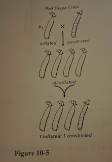 What is the geneotype of generation 1 in Figure 10-5?