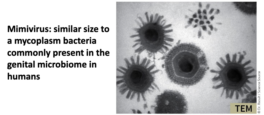 <ul><li><p><strong><em>CroV virus</em></strong> of marine single-celled organisms has a <strong><em>730k</em></strong> bp genome!</p></li><li><p><em>Megavirus chilensis</em> (a virus of <strong><em>amoebas</em></strong>) has a genome over <strong><em>1.2</em></strong> megabase pairs, encodes <strong><em>1,200</em></strong> proteins!</p></li><li><p>Mimivirus (<strong><em>a dsDNA virus</em></strong> of amoebas) can be <strong><em>400</em></strong> nm in diameter, with a <strong><em>1.2 </em></strong>megabase pair genome coding for <strong><em>979 </em></strong>proteins!</p></li><li><p><strong>Minivirus</strong>: similar size to a mycoplasm bacteria commonly present in the genital microbiome in humans</p></li></ul><p></p>
