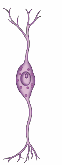 <p>what type of neuron is this and what does information does it transmit?</p>