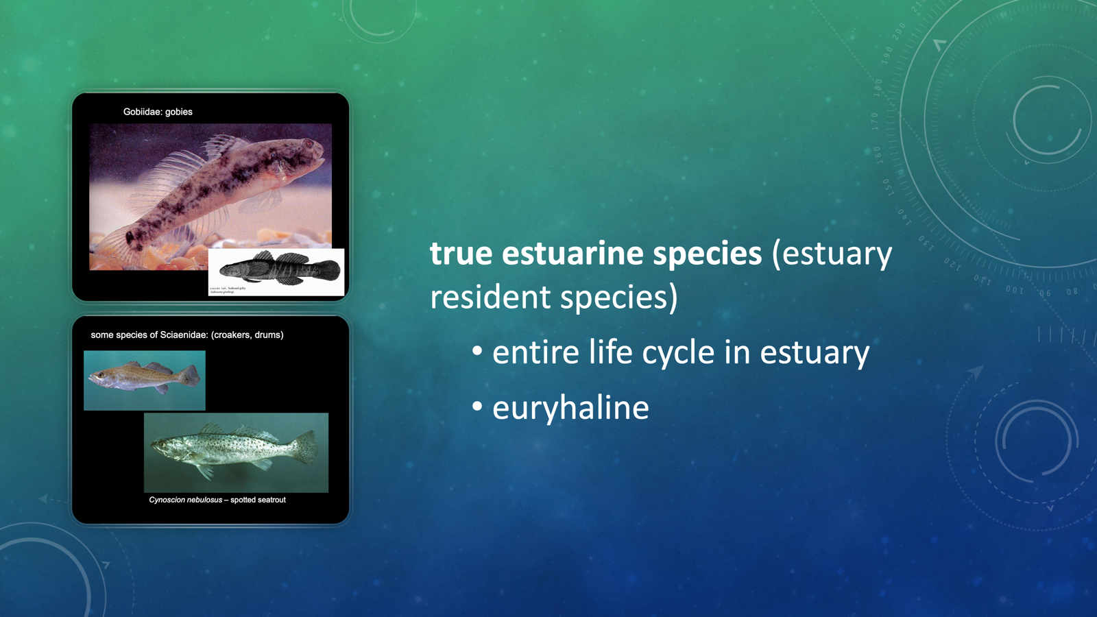 <p>True estuarine species (also known as <span>estuary-resident species)</span></p><ul><li><p><span>entire life cycle in estuary</span></p></li><li><p><span>euryhaline</span></p></li><li><p><span>ex: </span></p><ul><li><p>Gobiidae: gobies</p></li><li><p>spotted seatrout</p></li></ul></li></ul><p></p>