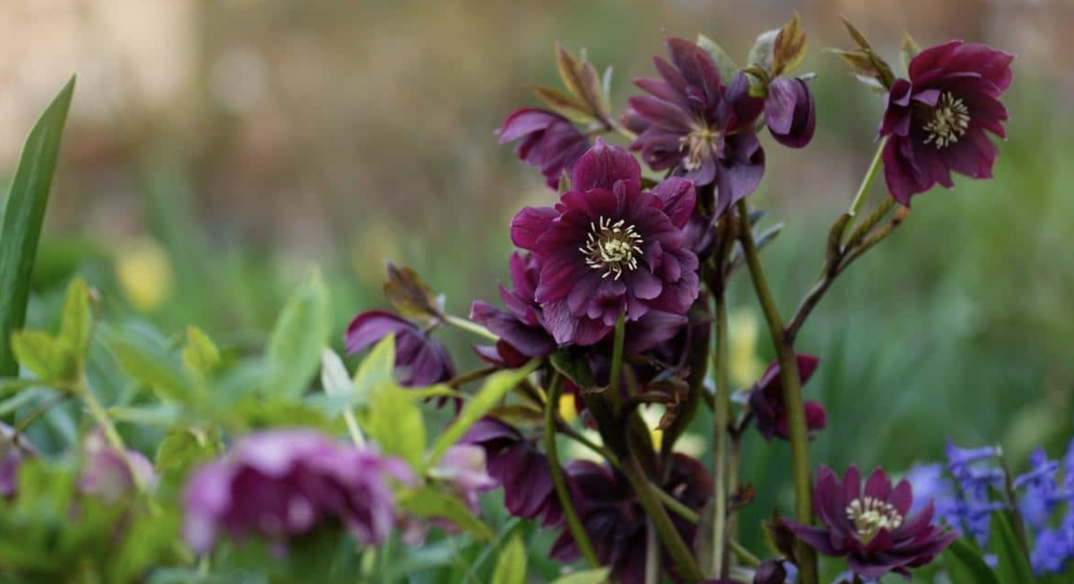 Flower 157