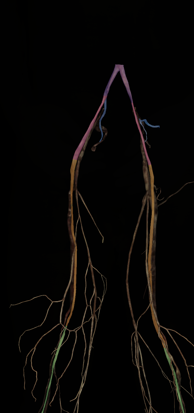 <p>Name the structure highlighted (purple)</p>