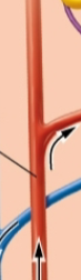 <p>what is this? (branches from arcuate artery) nephron</p>