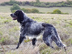 <p>Origin: France</p><p>Height range: 23-24 in</p><p>Weight range: 44-46 lb</p><p>Life span: 11-13 years</p>