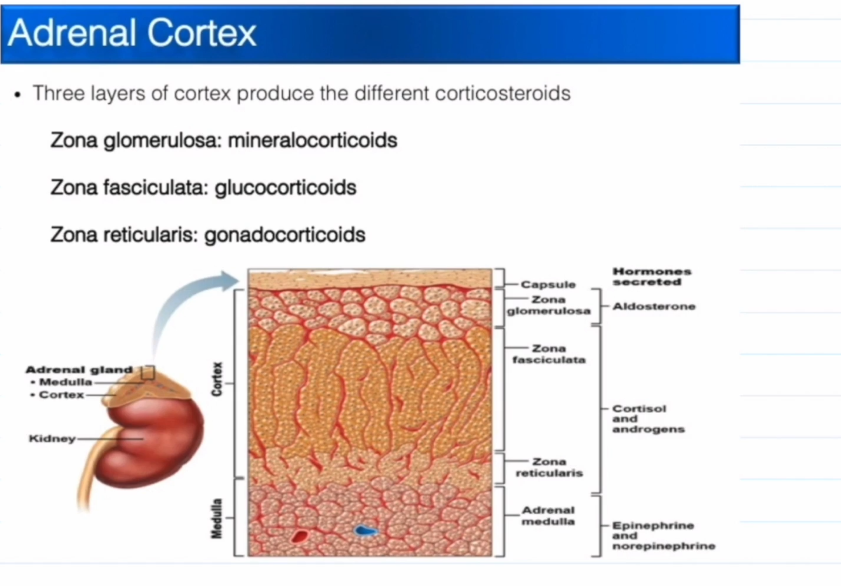 <p>Medula is neural tissue and releases epinephrine and norepinephrine</p>