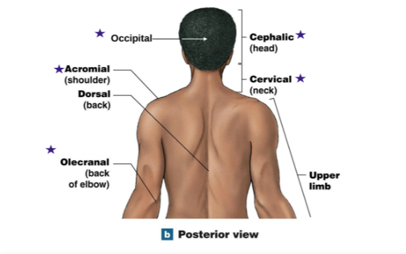 <p>Occipital: Back of head</p><p>Acromial : Shoulder</p><p>Olecranial: Back of elbow</p><p>Cephalic: Head</p><p>Cervical: Neck</p>