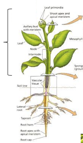 <p><span>above-ground parts of a plant</span></p>