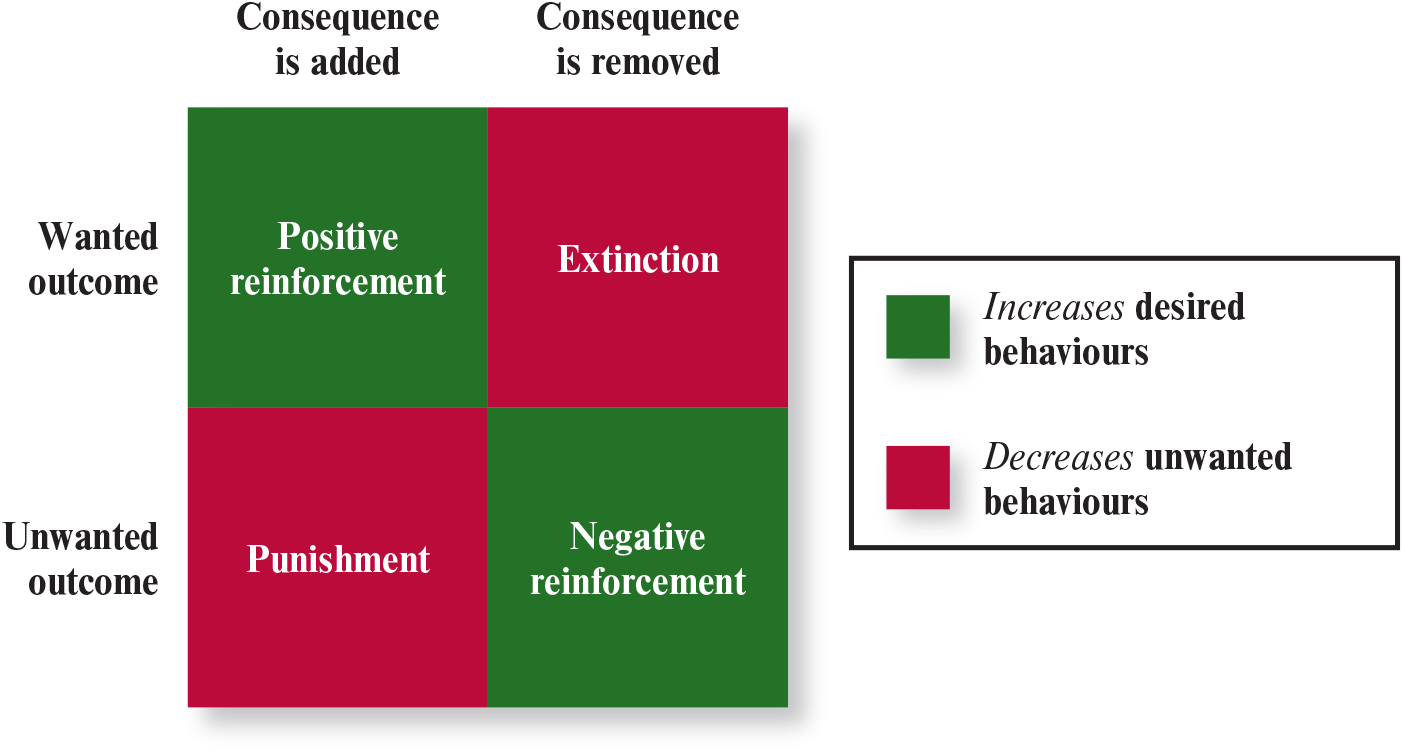 <ul><li><p><strong>positive <u>reinforcement</u></strong></p></li><li><p><strong>negative <u>reinforcement</u></strong></p></li><li><p><strong>punishment</strong></p></li><li><p><strong>extinction</strong></p></li></ul><p></p>