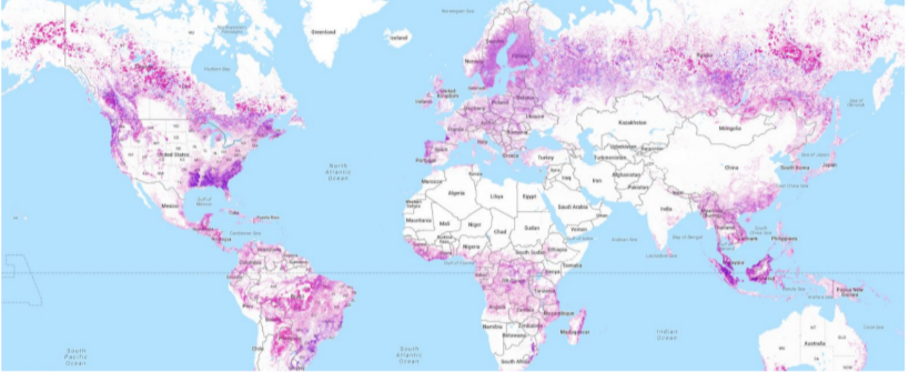 <p>The lithosphere is the main store of carbon , with global stores unevenly distributed. For  example, the oceans are larger in the southern hemisphere, and storage in the biosphere  mostly occurs on land. Terrestrial plant storage is focussed in the tropics and the northern hemisphere. Different amounts of carbon are stored worldwide and one of the stores that is  currently changing is trees:</p><p class="has-focus">Key: Pink is forest area lost. Purple is forest area gained. </p>