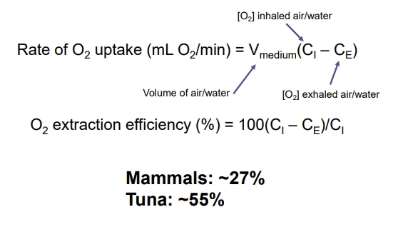 <ul><li><p>Fish, while having lower rates of oxygen consumption compared to mammals, are more efficient in extracting oxygen from water, largely due to <strong>countercurrent exchange</strong>, where blood flows in the opposite direction to water, maintaining a favorable partial pressure gradient across the entire respiratory surface.</p></li></ul><p></p>