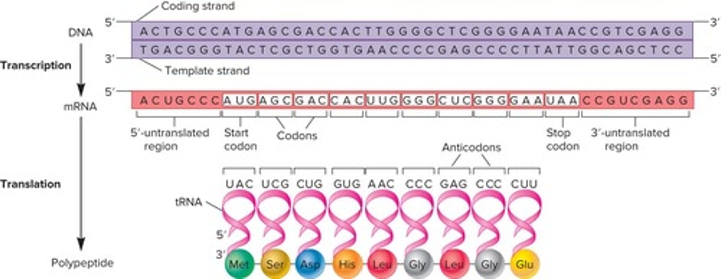 <p>The interpretation of the nucleotide language of mRNA into the amino acid language of proteins.</p>