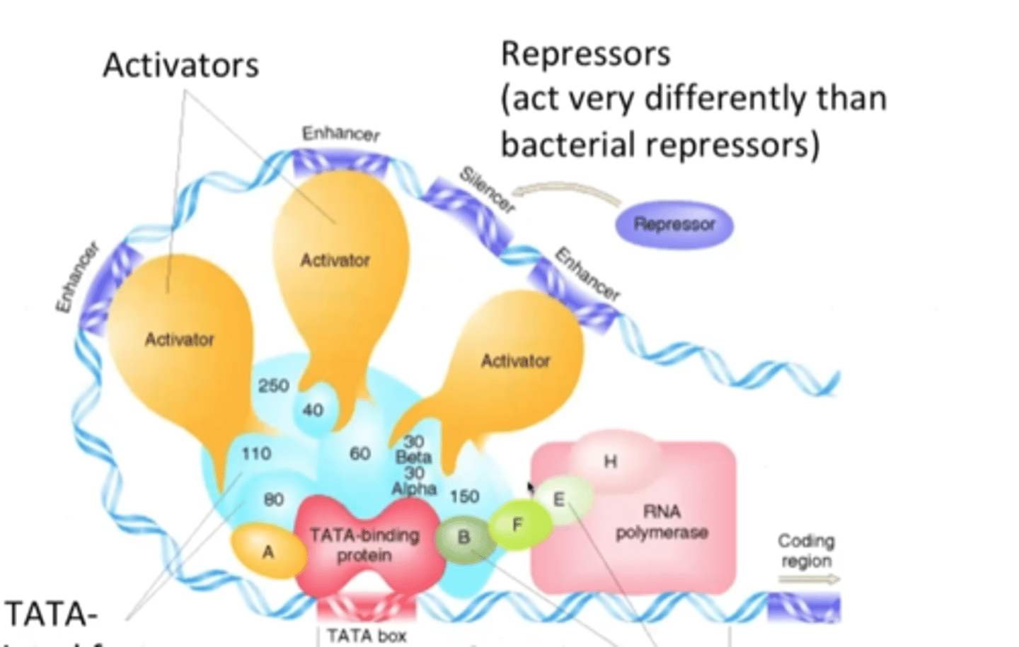 <p>enhancers and silencers</p>