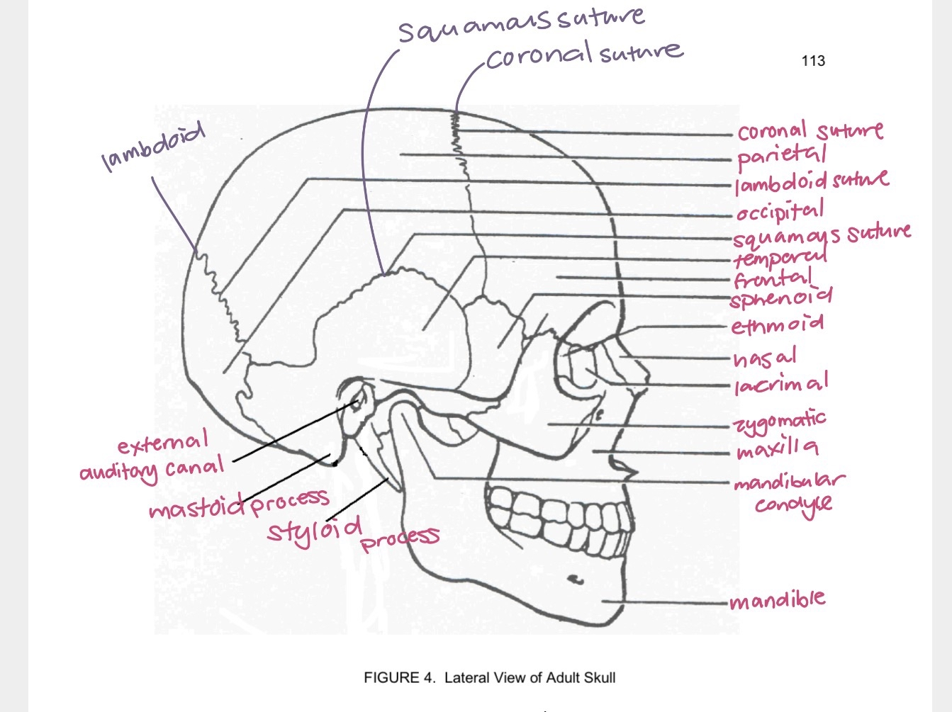 <p>skull lateral</p>