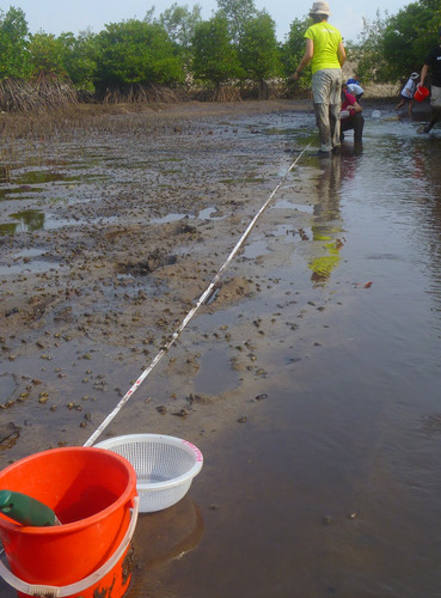<p>Recording organisms touching or crossing a line</p>