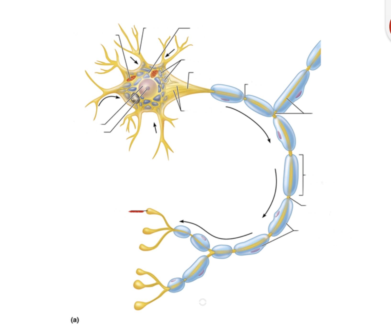 knowt flashcard image