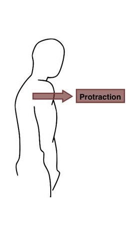 <p>protraction</p>