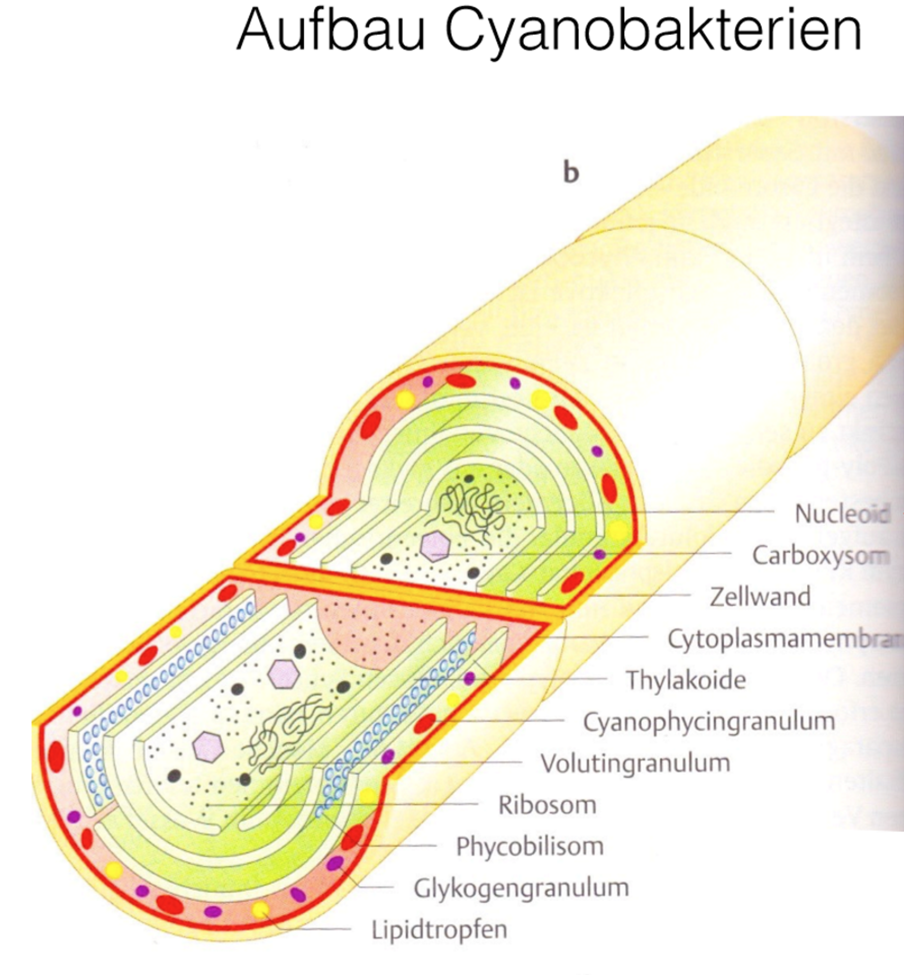 <ul><li><p><span>Blaualgen, Prokaryoten, Bakterien</span></p></li><li><p><span>Teil einer </span><span style="color: rgb(243, 29, 29);"><span>monophyletischen Gruppe</span></span><span> (alle haben einen gemeinsamen Ursprung)</span></p></li><li><p><span>Es gibt ein- und vielzellige Arten</span></p></li><li><p><span>Gram-negativ -> innere und äußere Membran und Zellwand</span></p></li><li><p><span>Kein Zellkern</span></p></li><li><p><span>Haben Phycobilisomen mit Phycobilibinen (Pigmente: Phycocyanin, Phycoerythrin) die grünes und gelbes Licht absorbieren, verleihen ihnen ihre Farbe, Farben sind unterschiedlich weil Verhältnis schwankt, ermöglichen Nutzung eines größeren Bereichs des Lichtspektrums</span></p></li><li><p><span>Viele Spezies, zwei vielzellige die unabhängig voneinander entstanden sind</span></p></li></ul><p></p>