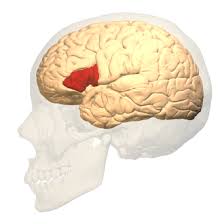 <p>located in left frontal lobe, critical for speech production, articulation, and the generation of articulate language </p>