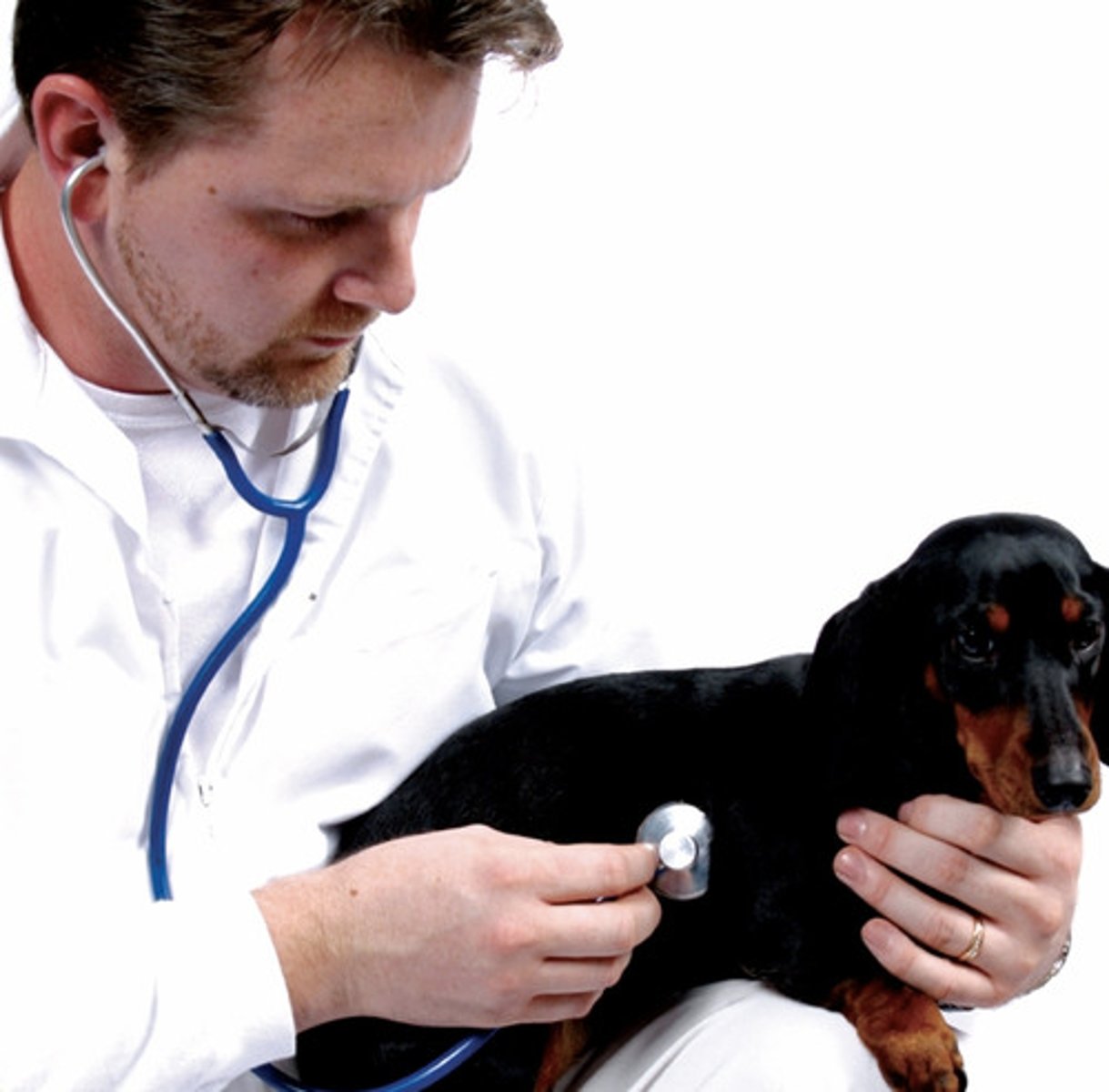 <p>(n): bác sĩ thú y</p>