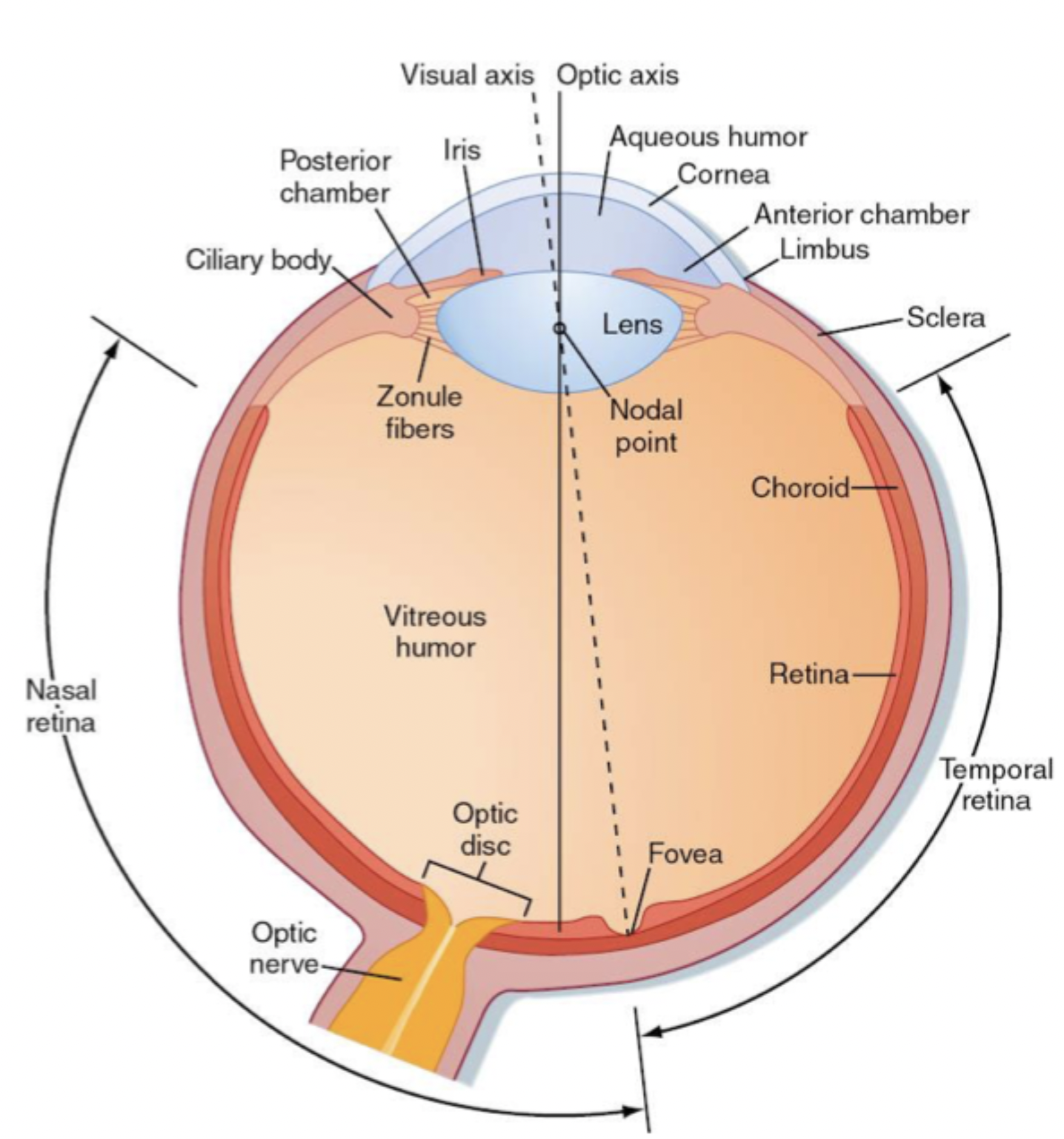 <p>Parts of the eye (Cornea, Aqueous humour, Lens, Zonule fibres, Ciliary body)</p>