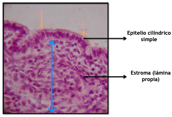 <p>Compuesto por <strong>epitelio cilíndrico simple</strong>. Algunas células secretan glucógeno y está rodeadas de <strong>estroma endometrial</strong> que contiene glándulas uterinas o endomentriales. </p>