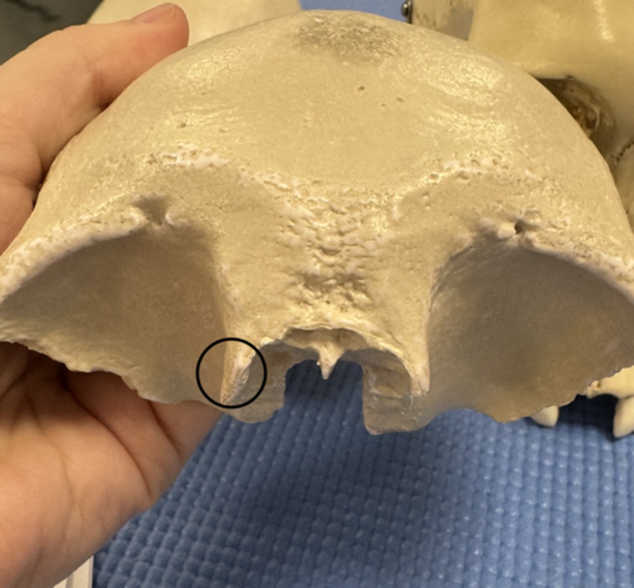 knowt flashcard image