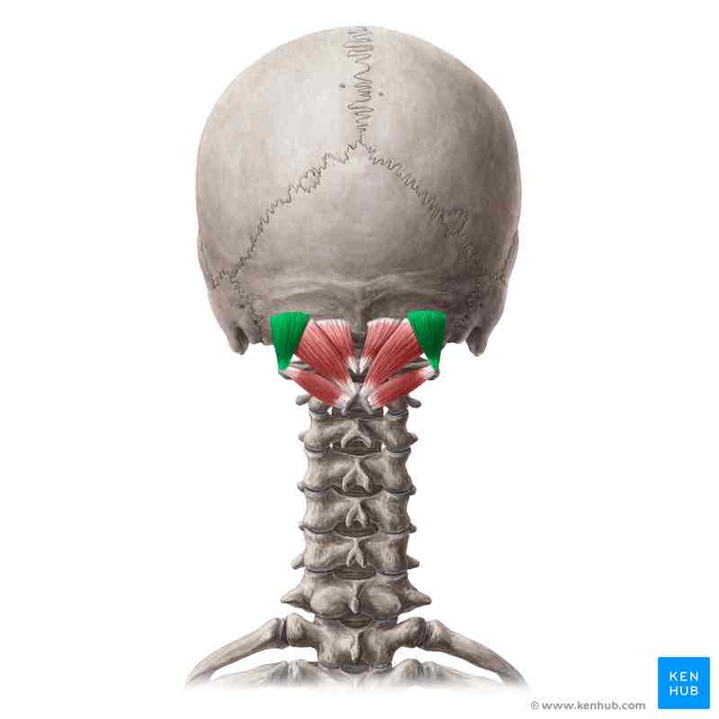 <p>Obliquus capitis superior <strong>INNERVATION</strong></p>