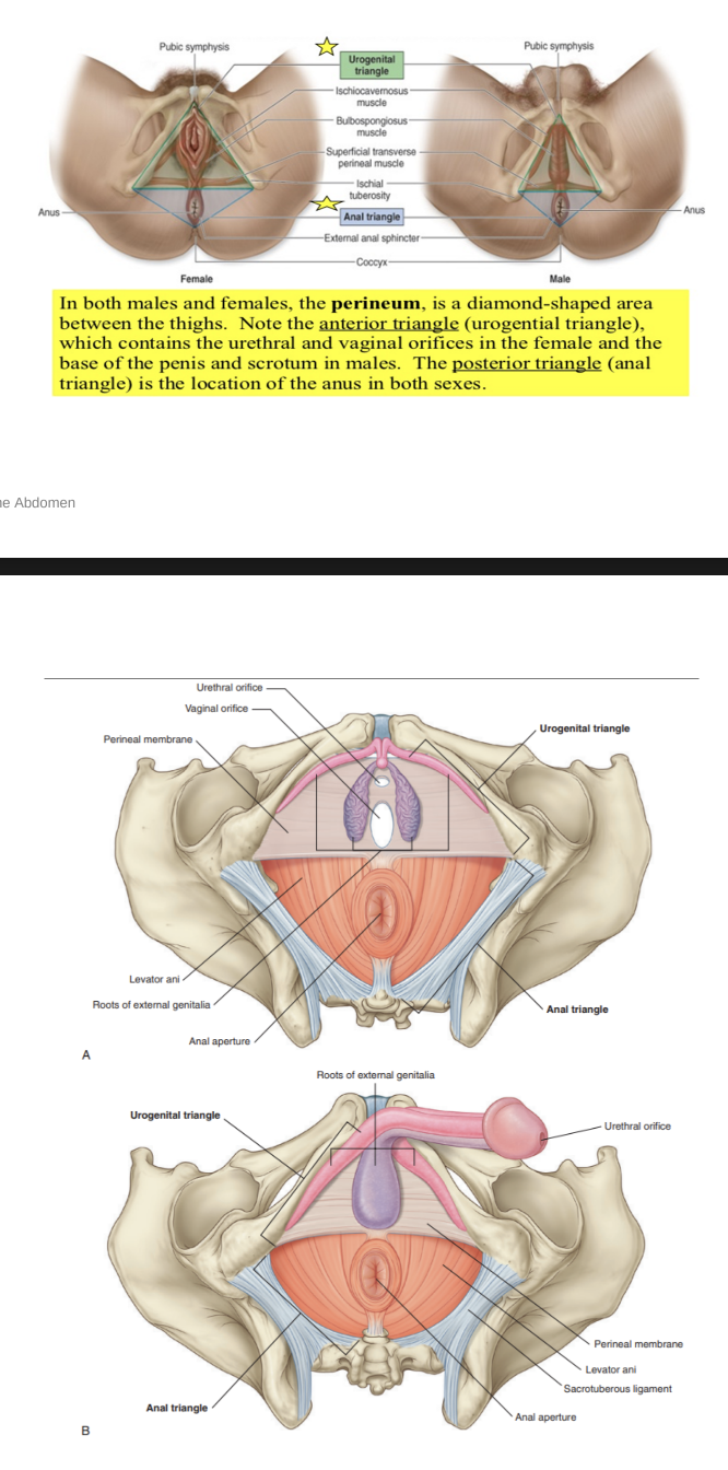 <ul><li><p>The shallow compartment of the body (perineal compartment) bounded by the pelvic outlet &amp; separated from the pelvic cavity by the fascia covering the inferior aspect of the pelvic diaphragm (formed by the levator ani &amp; coccygeus muscles) </p></li><li><p>In the anatomical position, the perineal region is the narrow region between the proximal parts of the thigh </p><ul><li><p>However, when thighs are abducted, it is a diamond shaped area extending from mons pubic anteriorly in females, the medial surfaces (insides) of the thighs laterally, and the gluteal folds &amp; superior end of the intergluteal (natal) cleft posteriorly </p></li></ul></li><li><p>An imaginary line between the ischial tuberosities divides the perineum into 2 triangular regions —</p><ul><li><p>Anteriorly — urogenital triangle —</p><ul><li><p>Contains roots of external genitalia, and — in women openings of uterus &amp; vagina — in men istal part of urethra is enclosed by erectile tissues &amp; opens at the end of the penis</p></li></ul></li><li><p>Posteriorly — anal triangle —</p><ul><li><p>Contains anal aperture</p></li></ul></li></ul></li></ul>