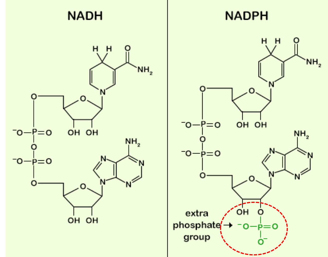 NADH is used for ATP synthesis. when the NAD+/NADH ratio is titled to NAD+ (1000/1 ratio), fuel substrate oxidation is maximized. NADPH is used for reductive biosynthesis. when the NADP+/NADPH ratio is tilted to NADPH (1/1000 ratio), reduction during biosynthesis reactions is maximized. NADH is used for oxidation and NADPH is used for reduction
