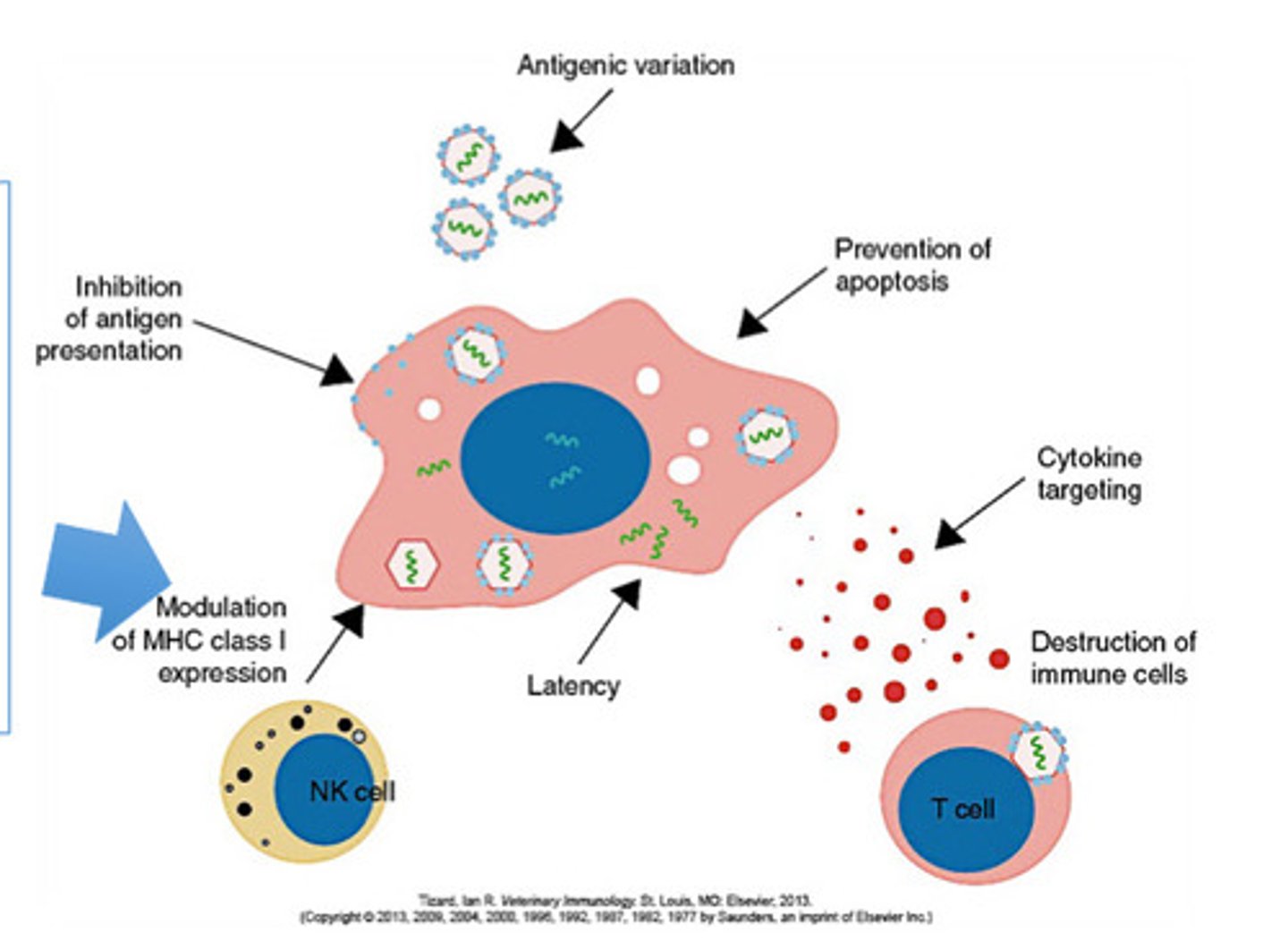 <p>-to escape detection by T cells</p><p>-are still detected by NK cells</p><p>-can evade killing by NK cells by decreasing expression of stress-related protein MICB that inhibits NK cell mediated cytotoxicity</p>