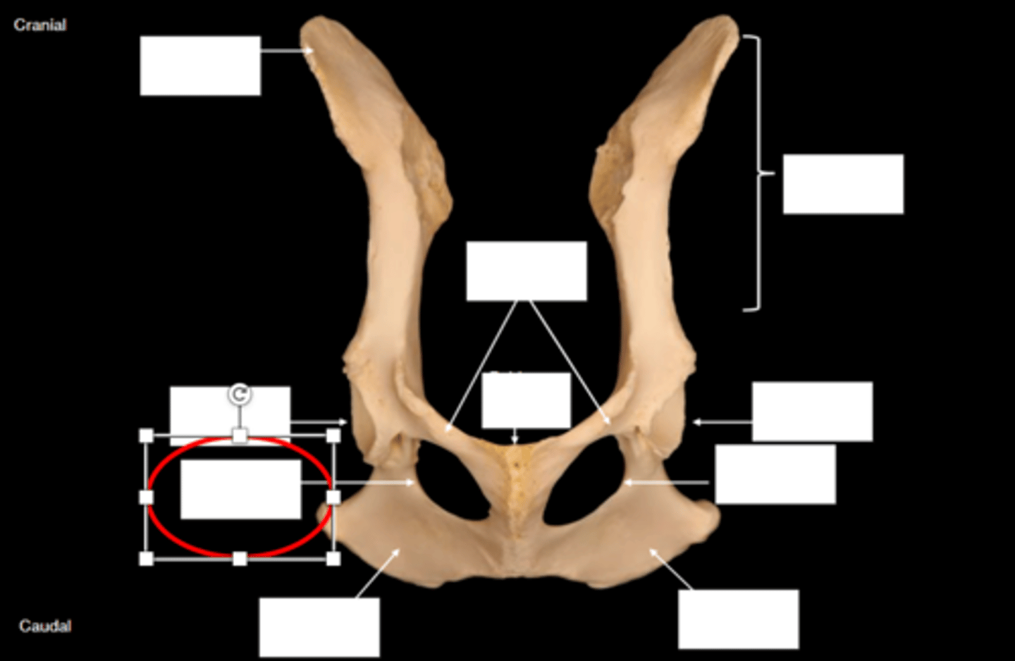 knowt flashcard image