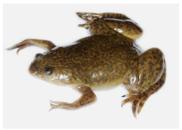 <p>Xenopus is a good model because it has: </p><ul><li><p>large and abundant eggs</p></li><li><p>external development (allowing easy observation)</p></li><li><p>ease of injection (for manipulating gene expression or introducing tracers)</p></li><li><p>amenability to microsurgery and transplants</p></li><li><p>it serves as a good general model for vertebrate development.</p></li></ul><p></p><p>Many mechanisms are conserved in other vertebrates, including humans. The same molecules in Xenopus are thought to operate in chicks/humans (i.e the genes and mechanisms are conserved).</p>