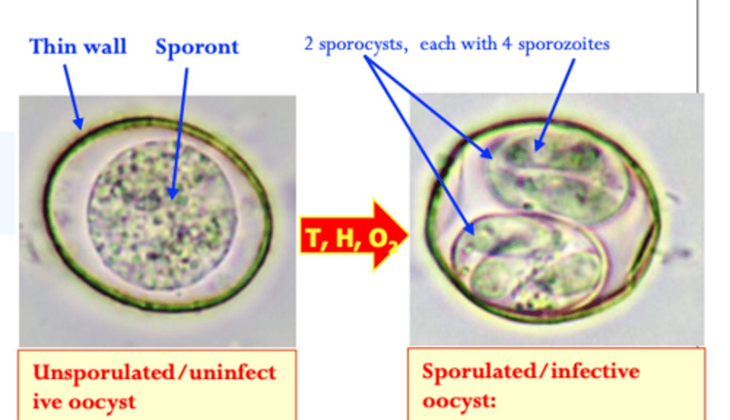<p>Location: small intestine</p><p>Cystoisospora (Isospora) suis: proven pathogenic;</p><p>Infected animals shed in the environment unsporulated oocysts;</p><p>Sporulation/sporogony: the oocysts require</p><p>• Humidity;</p><p>• Proper temperature:</p><p>Sporulated oocysts contain two sporocysts each with four sporozoites; </p><p>Infection of the host: ingestion of sporulated oocysts;</p>