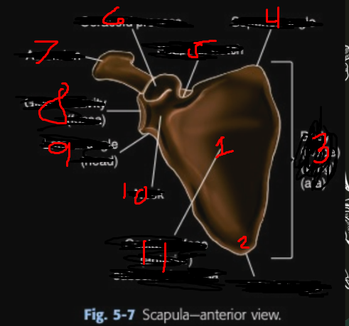 <p>1</p>
