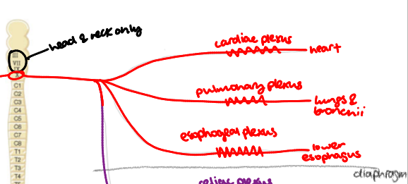 <p>What are the plexuses of the <strong>thorax</strong> in the PSD and where they travel to?</p>