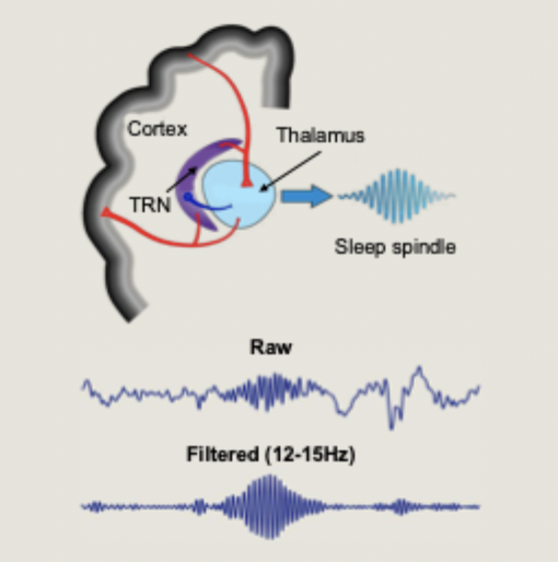 <ul><li><p>generated in the thalamic reticular nucleus (TRN)</p></li><li><p>spindles are generated through a powerful inhibition of neurons by the TRN, followed by a rebound burst firing at the spindle frequency</p></li></ul><p></p>