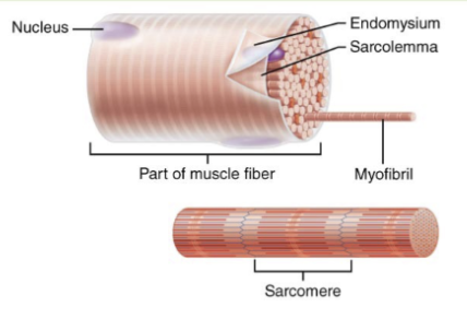 <p>Long rods in muscle fiber cytoplasm that make up ~80% of it. Specialized contractile organelles composed of repeating segments called sarcomeres.</p>