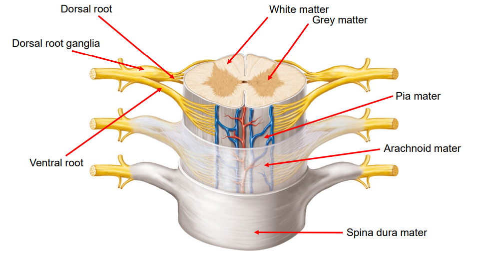 <ol start="7"><li><p><strong>Dorsal Root Ganglia: </strong>Processes incoming sensory information (e.g., touch, pain).</p><p></p></li><li><p><strong>Dorsal Root: </strong>Carries sensory information into the spinal cord.</p><p></p></li><li><p><strong>Ventral Root: </strong>Carries motor information (voluntary) out of the spinal cord.</p></li></ol><p></p>