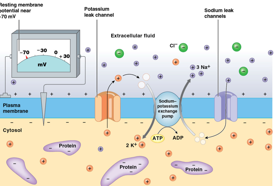 <ul><li><p>Maintain stable resting potential (-70 mV)</p><ul><li><p>occurring at resting potential</p></li></ul></li></ul><p></p>