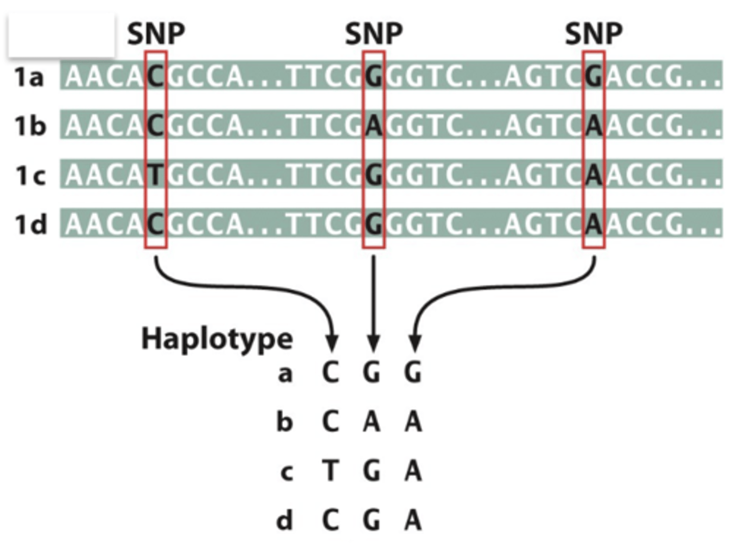 <p>_____________= a specific set of SNP variants that are closely linked and very rarely separated by recombination</p>