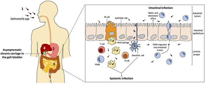 <ol><li><p>Binds to <strong>M cells</strong> using fimbriae (<strong>FimA and FimH</strong>).</p></li><li><p>Uses a <strong>Type III secretion system</strong> (<em>pathogenicity island I</em>) to inject proteins, leading to <strong>actin rearrangement and endocytosis</strong>.</p></li><li><p>Proteins from <strong>pathogenicity island II</strong> prevent <strong>lysosome fusion and acidification</strong>, allowing <strong>bacterial survival and replication</strong>.</p></li><li><p>Bacteria are released, multiply in the <strong>lamina propria</strong>, and spread within the GI epithelium.</p></li></ol><p></p>