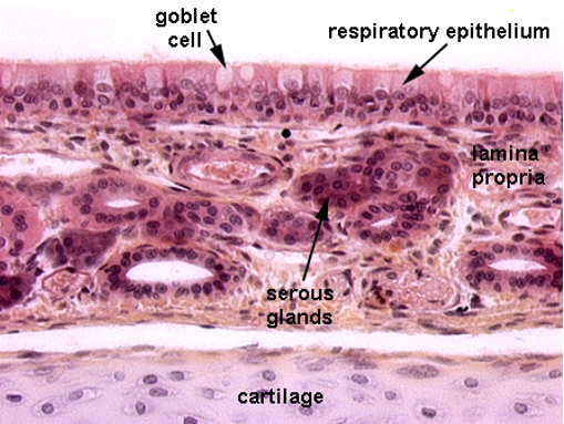 <p>Nasal cavity</p>